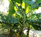 40 Samen Schnee-Banane -ensete glaucum- **Frosthart und robust**