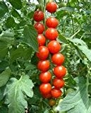 40 Stück Regenbogen-Mais-Saatgut NO-GMO Glass Gem Mais Gemüsesamen für Hausgarten 300 Erdbeere für Geschenk senden