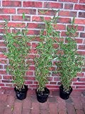 40 x Bambus, 30-40 cm ab Topf, Fargesia murielae "Jumbo", winterharter Gartenbambus !