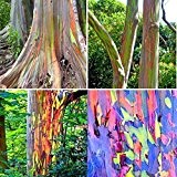 40pcs Regenbogen-Eukalyptus-Samen Eukalyptus Deglupta Seeds Garten Decor Pflanzen