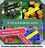 40x Himbeeren Mix Samen Saatgut Hingucker Pflanze Rarität essbar Himbeere selten Neuheit Garten #12