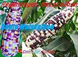 40x Regenbogen Mais Bunt Samen Garten Saatgut Hingucker Pflanze Seltene Getreide Sorte Neuheit #59
