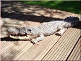44077 Krokodil 77 cm Gartendekoration Deko
