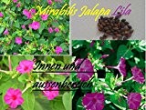 45x Mirabilis Jalapa Lila Zimmer Garten Frische Samen Blumensamen Pflanze Selten Saatgut Neuheit #45