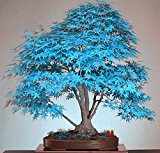 48h Lieferung 20+ Samen blauer Ahorn / Rare blue Maple Seeds - Bonsai