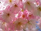 48h Lieferung Japanische Kirschblüten Zakura Samen / Jp. Cherry Blossom Sakura Bonsai Seeds