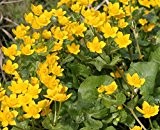 4er-Set im Gratis-Pflanzkorb - Caltha palustris - Sumpfdotterblume, gelb - Wasserpflanzen Wolff