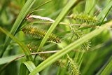 4er-Set im Gratis-Pflanzkorb - Carex pseudocyperus - Scheinzypergras-Segge - Segge - Wasserpflanzen Wolff - Staude des Jahres 2015