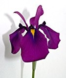 4er-Set im Gratis-Pflanzkorb - Iris kaempferi ensata - Japanische Iris - Prachtiri - Sumpfschwertlilie, weiß, rosa, blau, violett - Wasserpflanzen ...