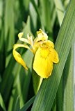 4er-Set im Gratis-Pflanzkorb - Iris pseudacorus - winterhart - Staude des Jahres 2016 - Wasserschwertlilie - Sumpfschwertlilie, gelb - Wasserpflanzen ...