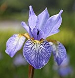4er-Set im Gratis-Pflanzkorb - Iris Sibirica-Hybr., blau - Sibirische Wieseniris - Wasserpflanzen Wolff