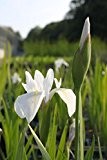 4er-Set im Gratis-Pflanzkorb - Iris Sibirica-Hybr., weiß - Sibirische Wieseniris - Wasserpflanzen Wolff
