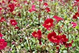 4er-Set im Gratis-Pflanzkorb - Mimulus cupreus 'Roter Kaiser' - Gauklerblume, rot - Wasserpflanzen Wolff