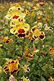 4er-Set im Gratis-Pflanzkorb - Mimulus tigrinus - Getigerte Gauklerblume, gelb-rot gefleckt - Wasserpflanzen Wolff