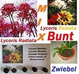 4x Lycoris Radiata Zwiebel Rosarote Spinnenlilie gemischt Blumen Garten Pflanze Selten in DE Neu R9