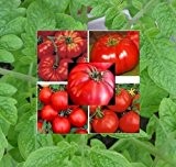 5 Arten - Alte Tomatensorten Set - Tomaten - Tomate - 50 Samen