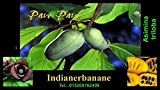 5 Asimina triloba Samen, Indianerbanane, Paw Paw Seeds, Import aus USA 01/2017