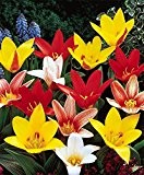 5 Attractive Peacock Tulip Bulbs Ready to Plant (Free Postage UK)