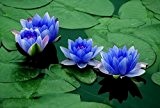 5 blue water lily Pad Nymphaea Sp Pond Flower Seeds by Live seeds