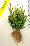 5 Buchsbaum Pflanzen 45-50cm + gratis Dünger. Zertifiziert mit dem TOPBUXUS ECO-PLANT-Label. Gezüchtet ohne Gift.