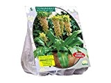 5 Knollen Eucomis Bicolor / Ananaslilie / Schopflilie / Blumenzwiebel