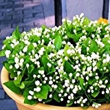 5 Korn / bag Jasmin Samen Indoor-Pflanzen ausdauernde Blumensamen