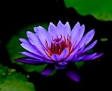 5 Lila Seerose Nymphaea Sp Pad Pond Blumensamen durch Live-Samen
