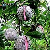 5 PC Graviola Soursop Guanabana Annona Muricata Tropical Seed Berufsverpackung Garten Erbstück Fruchtsamen