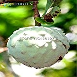 5 PC Graviola Soursop Guanabana Annona Muricata Tropical Seed Berufsverpackung Garten Erbstück Fruchtsamen