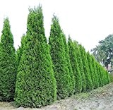 5 Pflanzen Thuja occidentalis Smaragd Kräftige Jungbäume Gesamthöhe 50-70 cm.
