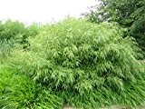 5 Pflanzen von jeweils 60-70 cm Höhe Bambus Fargesia Rufa Frosthart und schnellwachsend ohne Rhizome