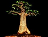 5 Samen Affenbrotbaum, Adansonia digitata, Baobab, Elefantenfutter, Bonsai