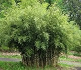 5 STÜCK - Fargesia rufa - Chinesischer Bambus Heckenbambus - 110-130cm - 5ltr. - 7-10 Triebe