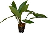 5 Töpfe Anubia lanceolata, Aquariumpflanzen, Aufsitzerpflanzen