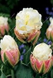 5 True Tulip Zwiebeln, (nicht Tulip Seeds), Blumenzwiebeln Tulpen, Rhizome im Freien DIY Pflanze, Bonsai-Topf für Hausgarten