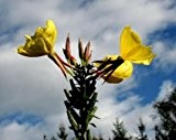 50.000 Samen -Gelbe Nachtkerze- mehrjährige Pflanze-