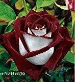 50 Abracadabra Rose Samen, seltene Farbe, Rose Osiria wunderschönen Blumen. der Liebhaber Rose Bonsai Pflanzen Rosen Samen.