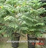 50 Araucaria Samen Pflanzen im Freien Samen Blattpflanzen Baumsamen Refreshing Bonsai