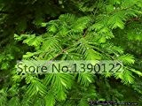 50 / bag Dämmerung Redwood Forest Bonsai Samen - Bonsai-Baum - Metasequoia glyptostroboides - Wachsen Sie Ihre eigene Bonsai-Baum