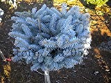 50 Baumsamen blau Fichtensamen Unverwüstlicher Baum Bonsai Colorado Blue Spruce (Picea pungens)