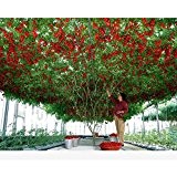 50 italienische Baumtomate Rare Erbstück !! Samen des Lebens Tomate Riesenbaum-Freies Verschiffen