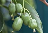 50 Kiwi Samen Actinidia arguta, Kiwai, Kiwibeere, scharfzähniger Strahlengriffel