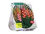 50 Knollen Gladiolus Miniatuur gemischt / Gladiolen / Blumenzwiebel