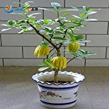 50 PC / Beutel, Bergamotte Samen, Familie Topfpflanzen, Gold Buddha Hand, reinigen Luft, Samen Gelbgold Buddha-Hand
