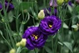 50 PC / Beutel, Glockenblumen-Samen, Platycodon grandiflorum, Topfpflanzen, Pflanzen Jahreszeiten, blühende Pflanzen