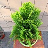 50 PC / Beutel Zypresse Samen, italienische Zypresse, Bonsai-Baum-Samen, Natürliches Wachstum Innen- oder Außenanlage für Hausgarten Bepflanzung