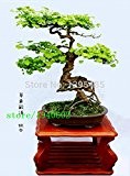 50 PC-Dämmerung Redwood Forest Bonsai Samen - Bonsai-Baum - Metasequoia glyptostroboides - Wachsen Sie Ihre eigene Bonsai-Baum