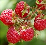 50 Red Raspberry Himbeere Obst Strauch Rebe Samen hohe Keim POT Obst Bonsai Garden PLANT