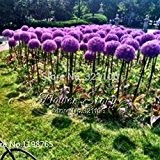 50 Riesen Allium Globemaster Allium Giganteum Blumensamen ~ organischen wunderschönen Blumen, So einfach wachsen, lange Blütezeit