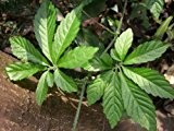 50 Samen "7-leave" 7-Blättriger Jiaogulan, Pflanze der unsterblichkeit, Gynos...